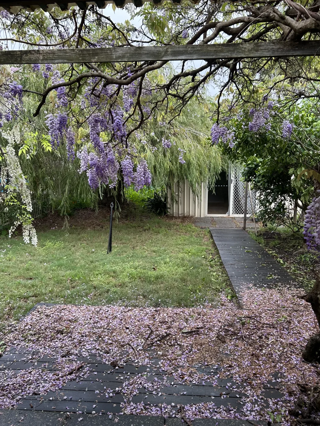 Before lawn maintenance: fallen petals across the patio beneath a flowering pergola