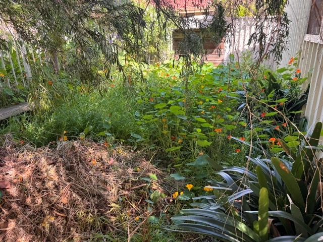 Before garden clean-up: dense overgrowth and fallen branches around established plants